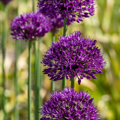 Allium Lökar - Set Om 60 - Allium 'Purple Sensation' - Blomlökar - Purpur