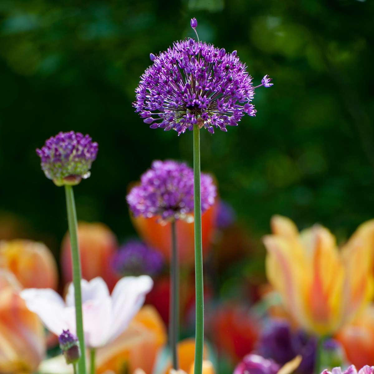 Allium Lökar - Set Om 60 - Allium 'Purple Sensation' - Blomlökar - Purpur