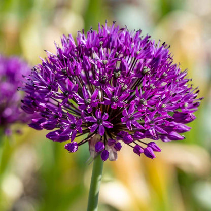 Allium Lökar - Set Om 60 - Allium 'Purple Sensation' - Blomlökar - Purpur