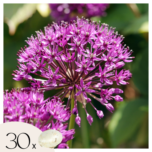 Florastore Allium Lökar - Set Om 30 - Allium 'Purple Sensation' - Blomlökar - Purpur