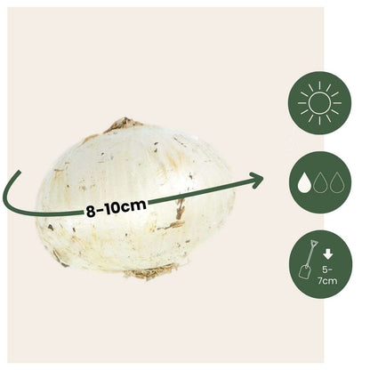 Allium Lökar - Set Om 30 - Allium 'Purple Sensation' - Blomlökar - Purpur