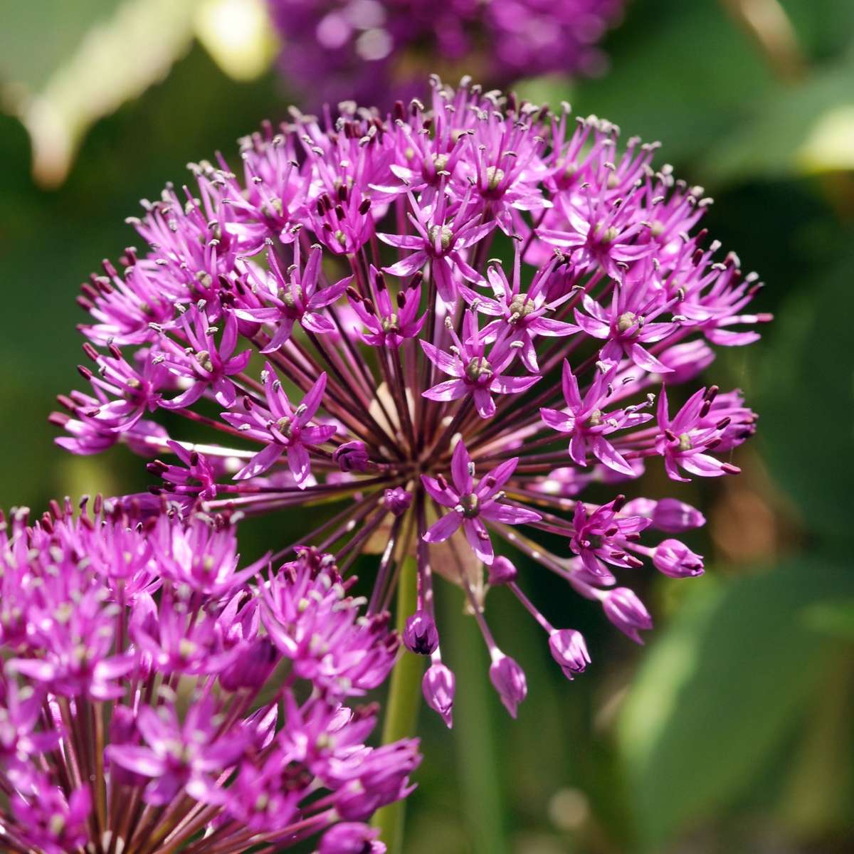 Allium Lökar - Set Om 30 - Allium 'Purple Sensation' - Blomlökar - Purpur