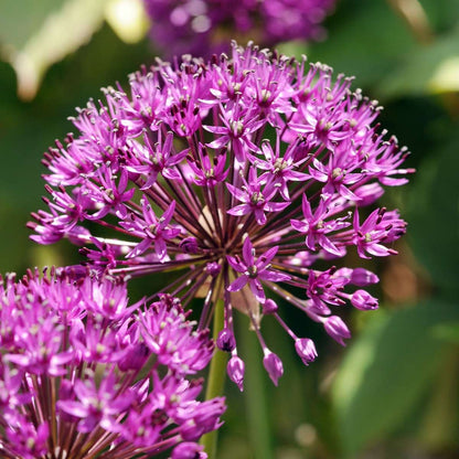 Allium Lökar - Set Om 30 - Allium 'Purple Sensation' - Blomlökar - Purpur