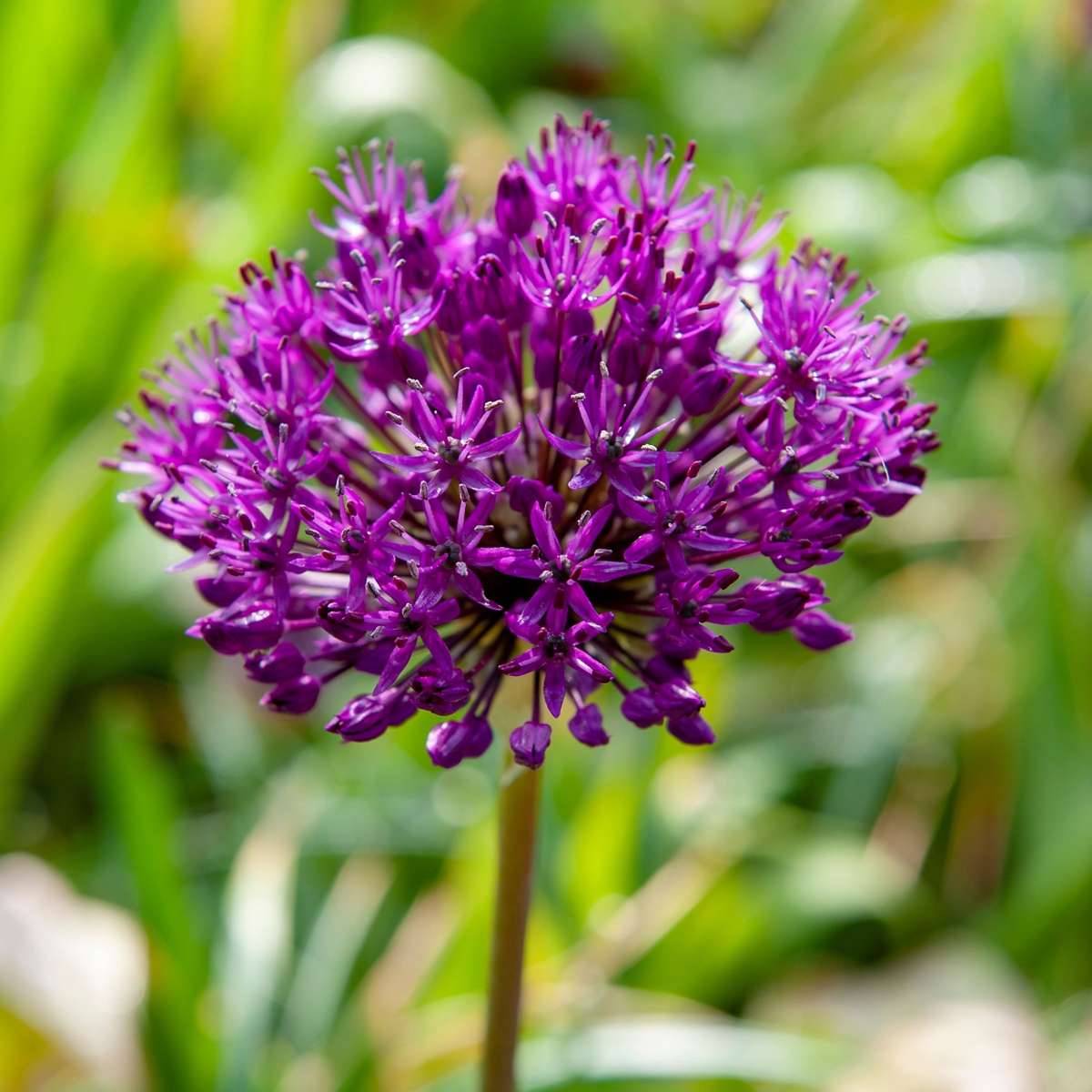 Allium Lökar - Set Om 30 - Allium 'Purple Sensation' - Blomlökar - Purpur