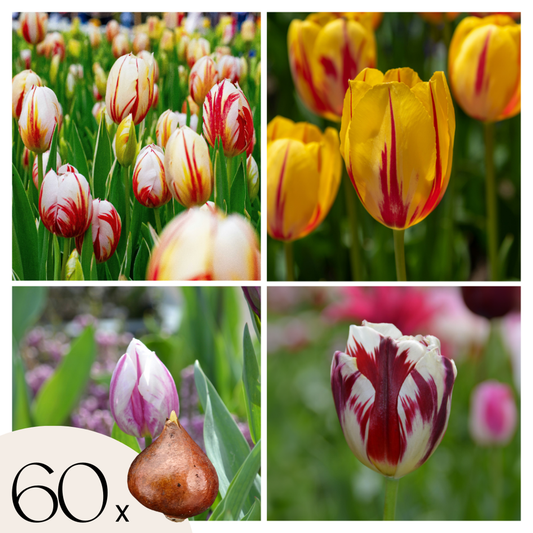 Florastore Tulpanlökar - Set Om 60 - Tulipa 'Flaming Beauty Mix' - Blomlökar - Flerfärgad