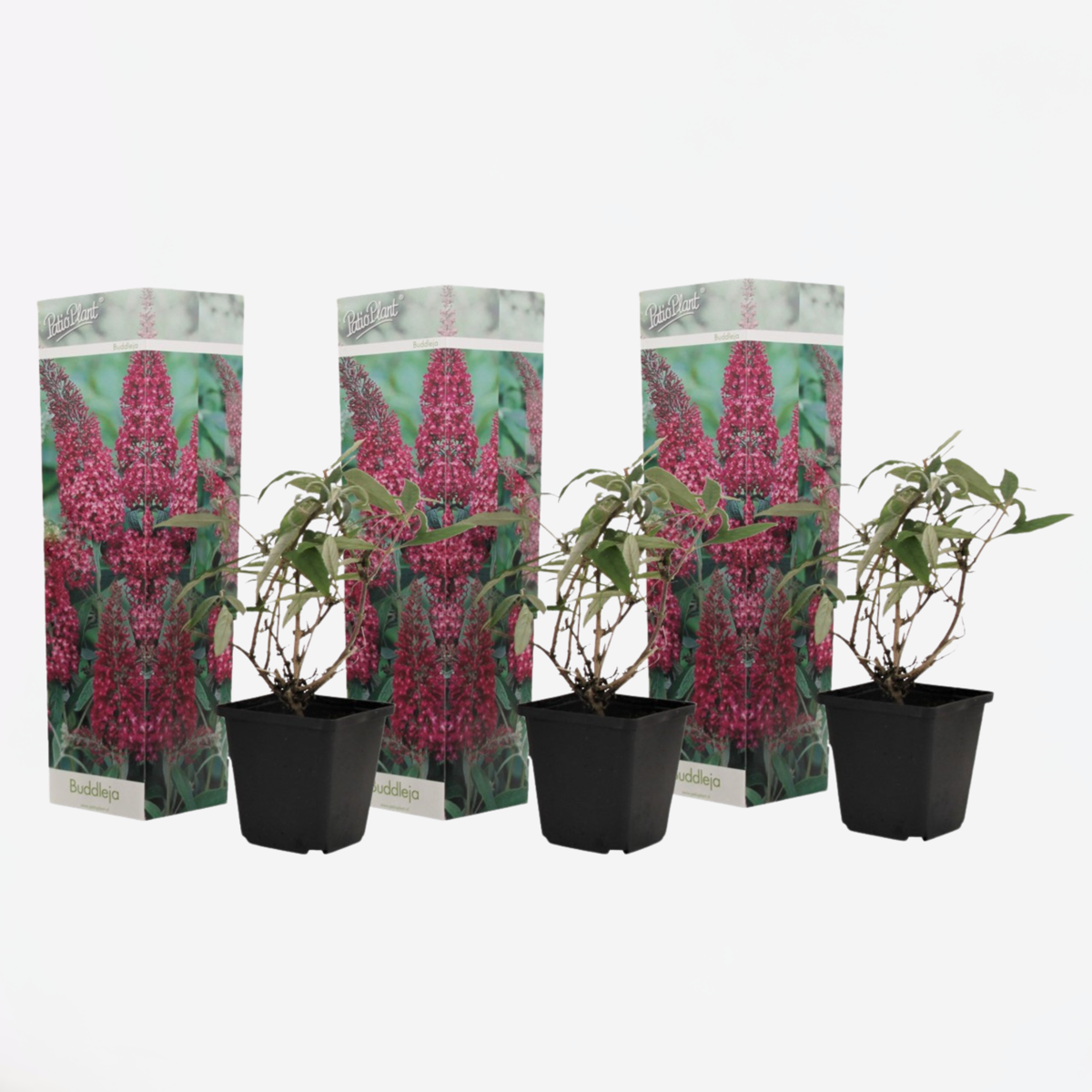 Florastore Fjärilsbuske - Set Om 3 - Buddleja Davidii 'Pink Delight' - Höjd 25-40Cm - ⌀9Cm