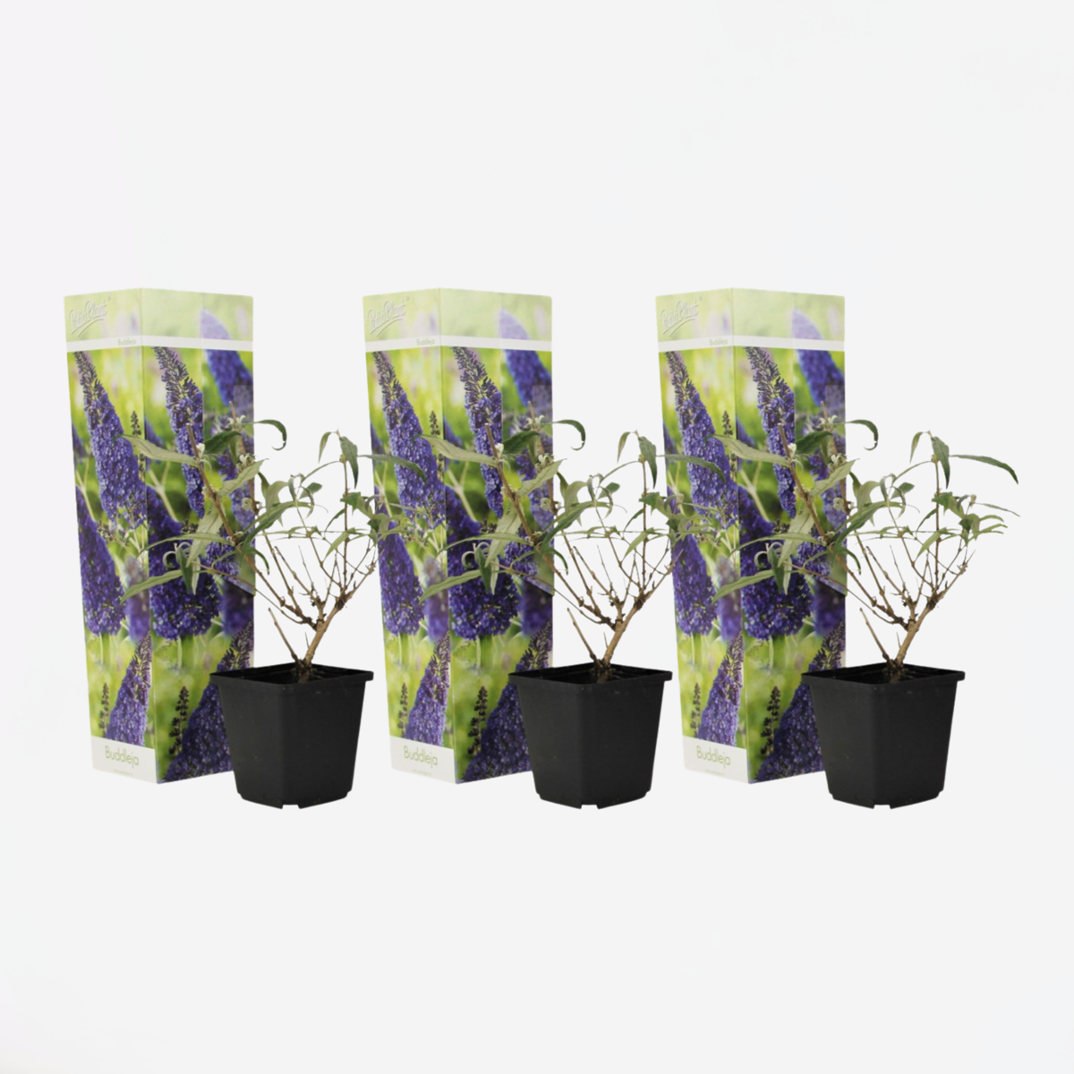 Florastore Fjärilsbuske - Set Om 3 - Buddleja Davidii 'Nanho Blue' - Höjd 25-40Cm - ⌀9Cm