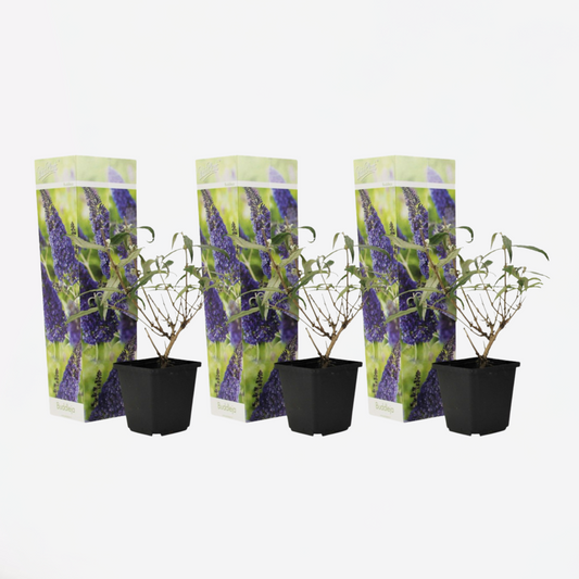 Florastore Fjärilsbuske - Set Om 3 - Buddleja Davidii 'Nanho Blue' - Höjd 25-40Cm - ⌀9Cm