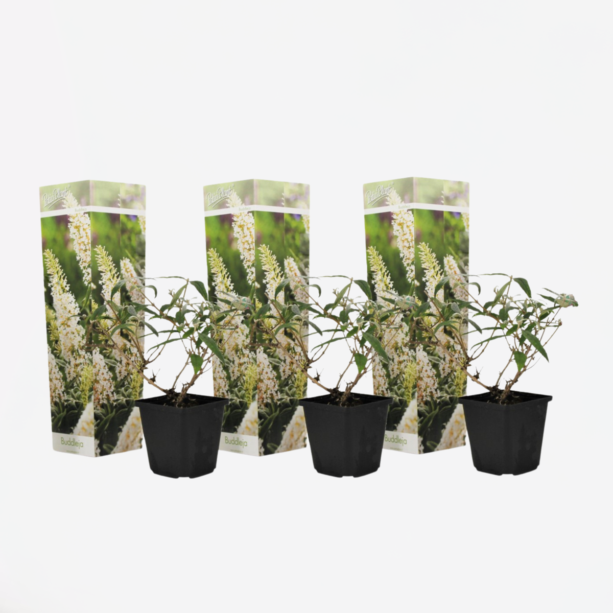 Florastore Fjärilsbuske - Set Om 3 - Buddleja Davidii 'Profusion' - Höjd 25-40Cm - ⌀9Cm