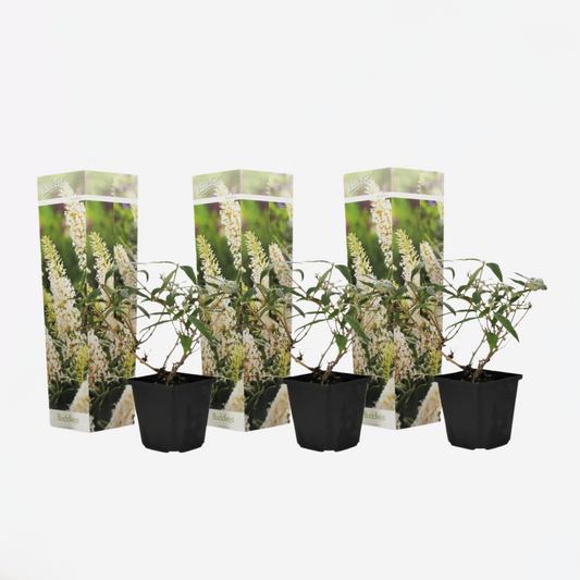 Florastore Fjärilsbuske - Set Om 3 - Buddleja Davidii 'Profusion' - Höjd 25-40Cm - ⌀9Cm