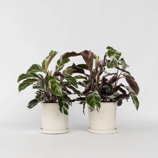 Florastore Påfågelväxt - Kalatea - Set Om 2 - Calathea Lietzei - Höjd 30-40Cm - ⌀14Cm