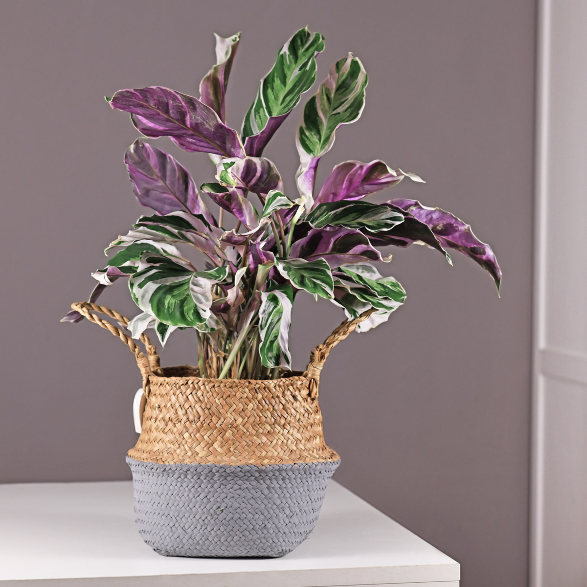 Out Of Category Houseplants Påfågelväxt - Kalatea - Set Om 2 - Calathea Lietzei - Höjd 30-40Cm - ⌀14Cm