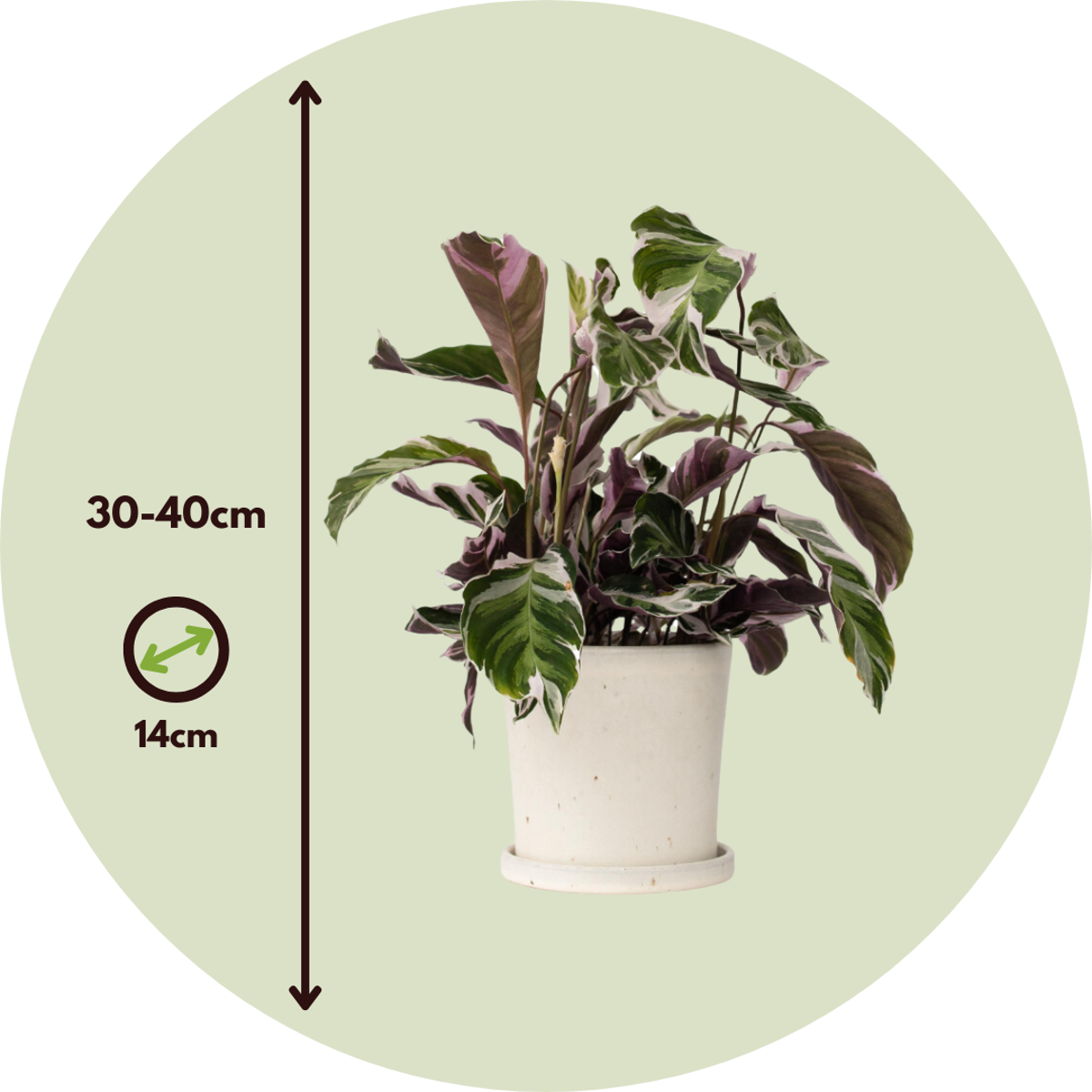 Out Of Category Houseplants Påfågelväxt - Kalatea - Set Om 2 - Calathea Lietzei - Höjd 30-40Cm - ⌀14Cm