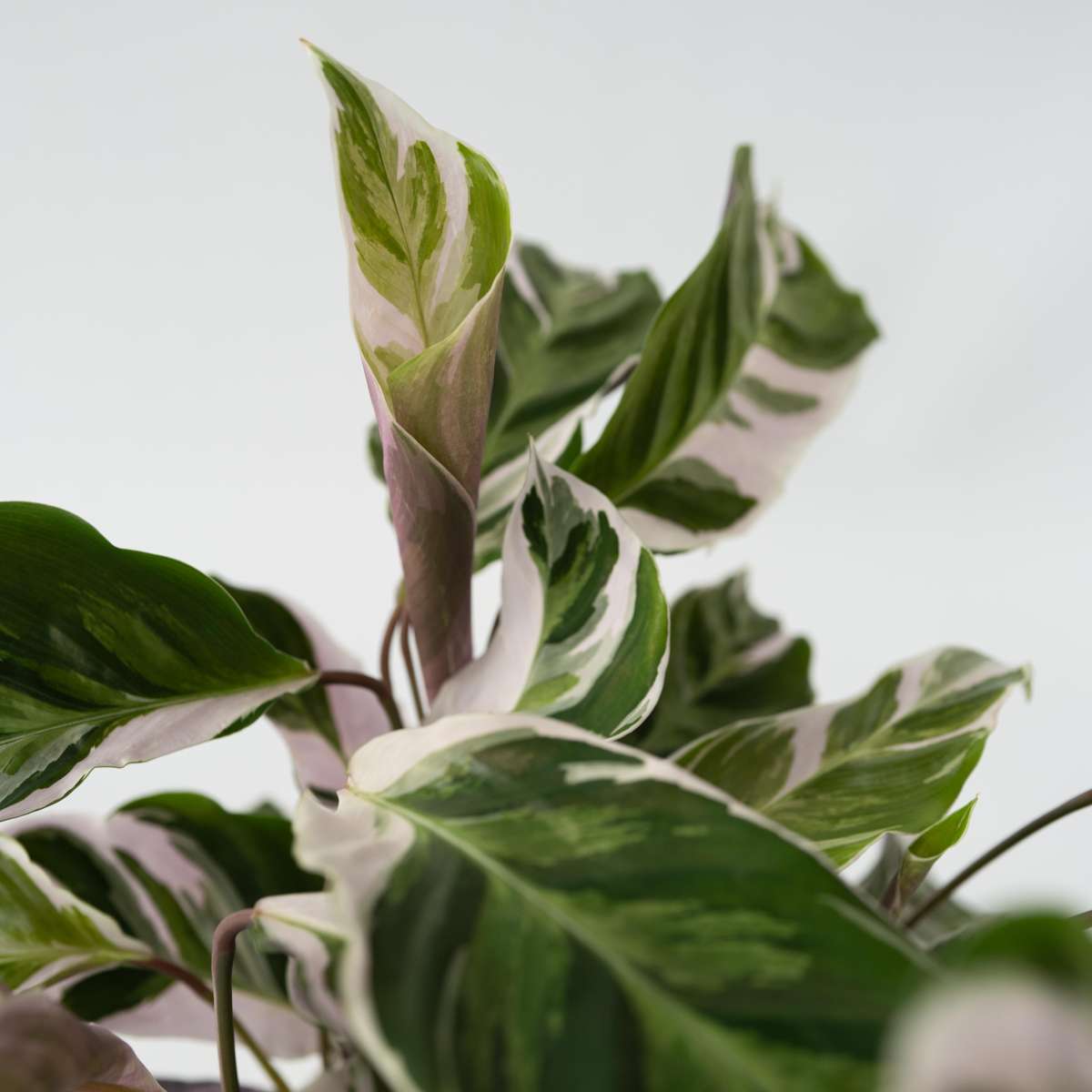 Out Of Category Houseplants Påfågelväxt - Kalatea - Set Om 2 - Calathea Lietzei - Höjd 30-40Cm - ⌀14Cm