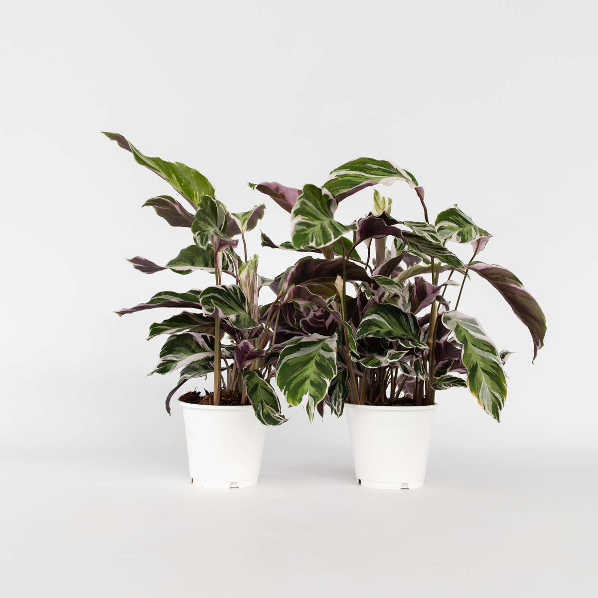Out Of Category Houseplants Påfågelväxt - Kalatea - Set Om 2 - Calathea Lietzei - Höjd 30-40Cm - ⌀14Cm