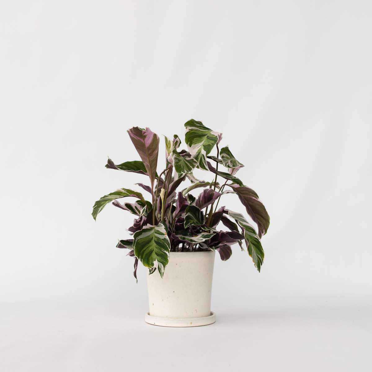 Florastore Påfågelväxt - Kalatea - Calathea Lietzei 'White Fusion' - Höjd 30-40Cm - ⌀14Cm