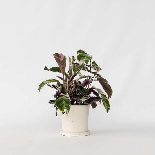 Calathea Påfågelväxt - Kalatea - Calathea Lietzei 'White Fusion' - Höjd 30-40Cm - ⌀14Cm