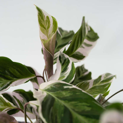 Calathea Påfågelväxt - Kalatea - Calathea Lietzei 'White Fusion' - Höjd 30-40Cm - ⌀14Cm