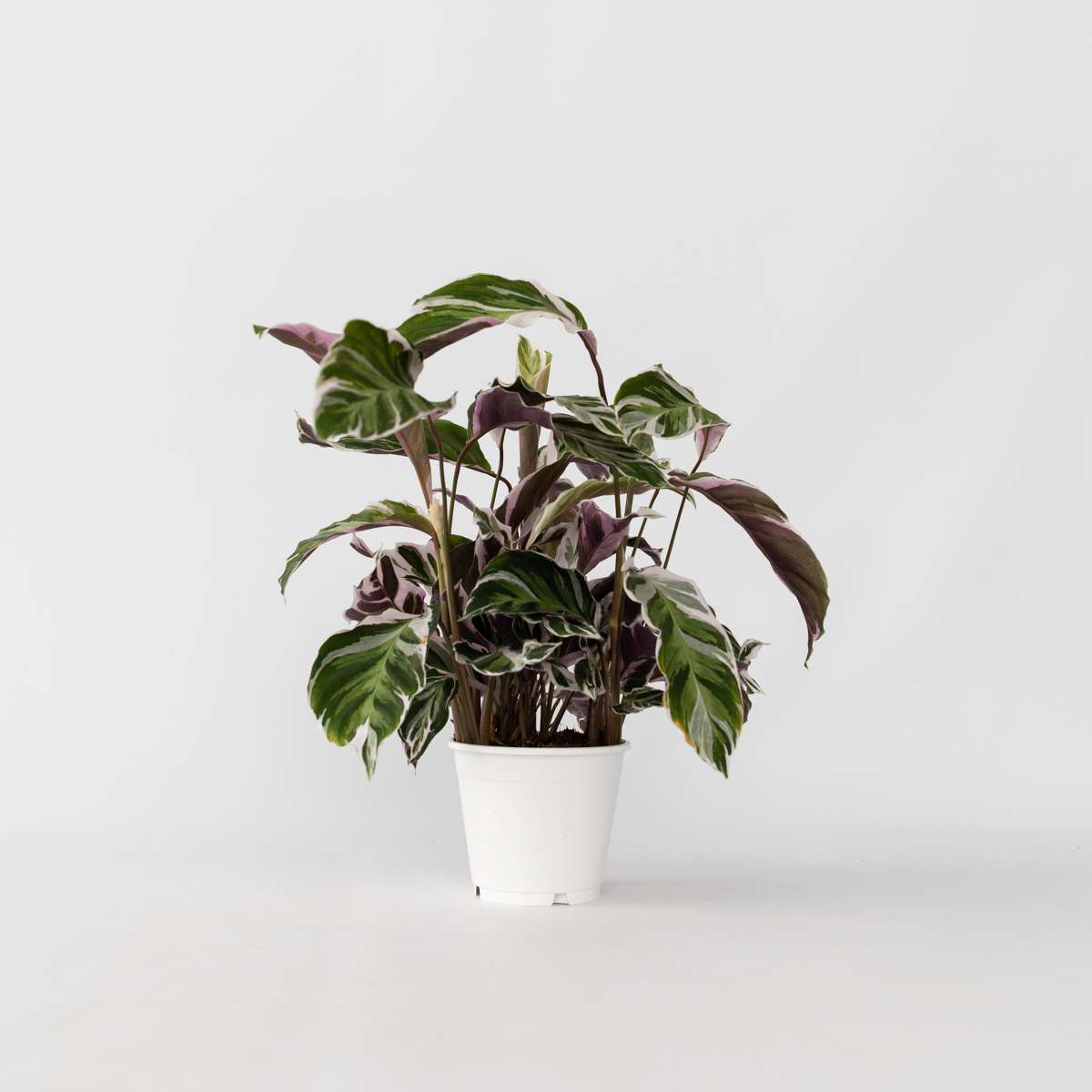 Calathea Påfågelväxt - Kalatea - Calathea Lietzei 'White Fusion' - Höjd 30-40Cm - ⌀14Cm