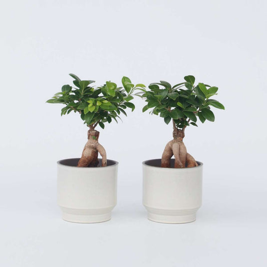 Florastore Bonsaiträd - Set Om 4 - Ficus Microcarpa - Höjd 30-40Cm - ⌀12Cm