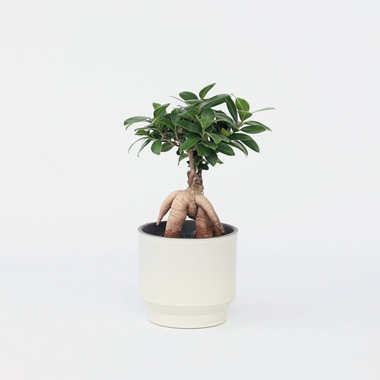 Florastore Bonsaiträd - Ficus Microcarpa - Höjd 30-40Cm - ⌀12Cm