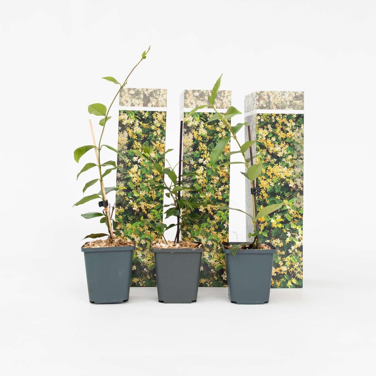 Florastore Toskansk Jasmin - Set Om 6 - Trachelospermum Jasminoides - Höjd 25-40Cm - ⌀9Cm