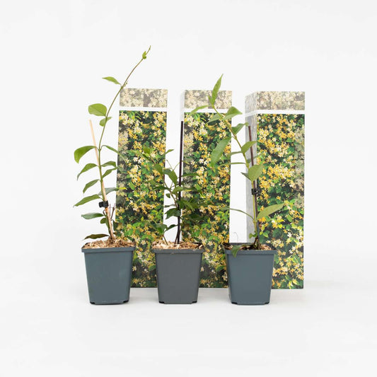 Florastore Toskansk Jasmin - Set Om 6 - Trachelospermum Jasminoides - Höjd 25-40Cm - ⌀9Cm