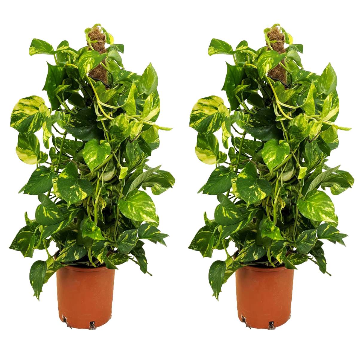 Florastore Pothos - Set Om 2 - Epipremnum Scindapsus 'Aureum' - Höjd 80-90Cm - ⌀21Cm