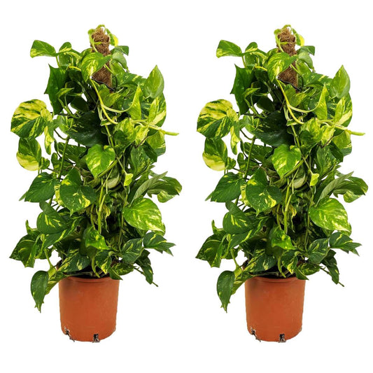 Florastore Pothos - Set Om 2 - Epipremnum Scindapsus 'Aureum' - Höjd 80-90Cm - ⌀21Cm