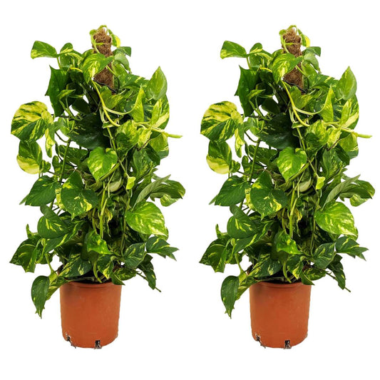 Other Green Houseplants Pothos - Set Om 2 - Epipremnum Scindapsus 'Aureum' - Höjd 80-90Cm - ⌀21Cm
