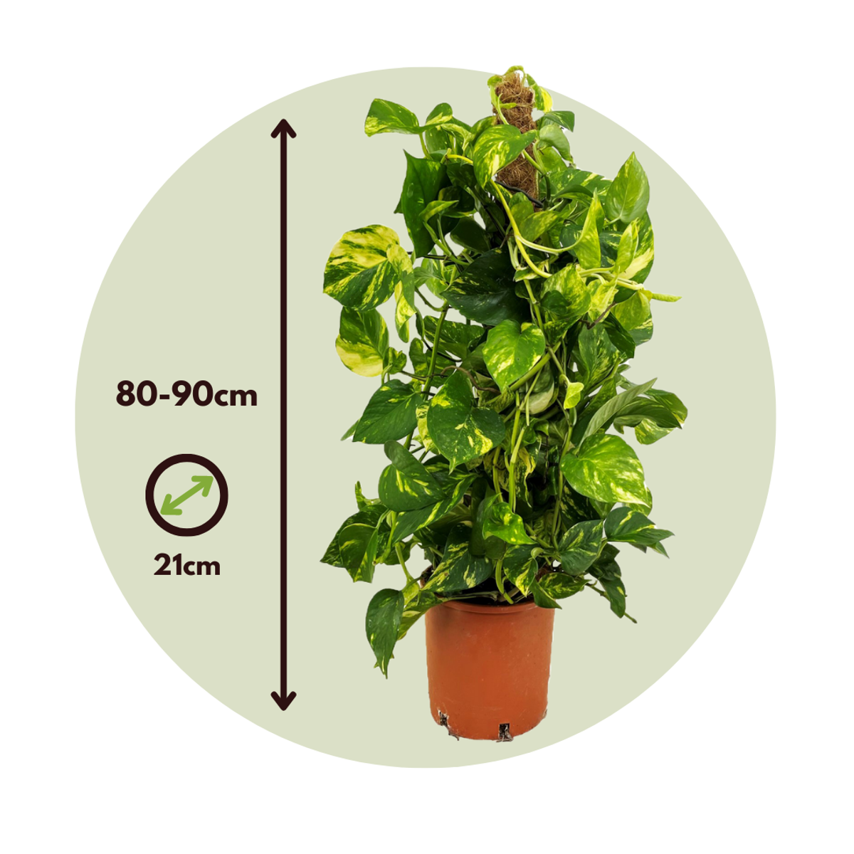 Other Green Houseplants Pothos - Set Om 2 - Epipremnum Scindapsus 'Aureum' - Höjd 80-90Cm - ⌀21Cm
