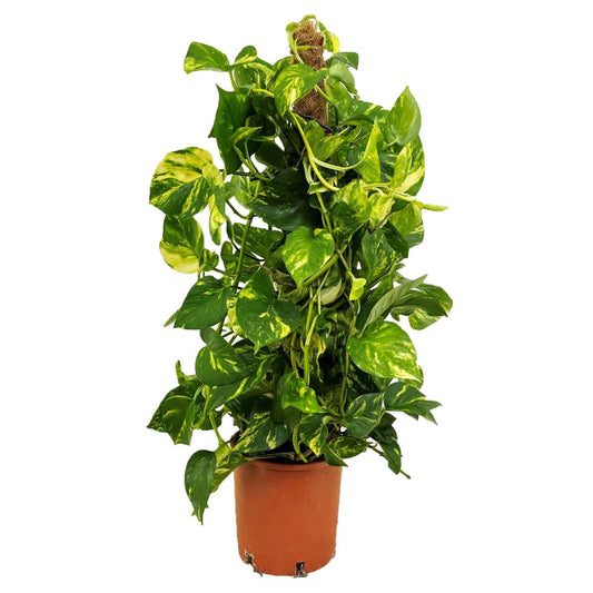 Other Green Houseplants Pothos - Epipremnum Scindapsus 'Aureum' - Höjd 80-90Cm - ⌀21Cm