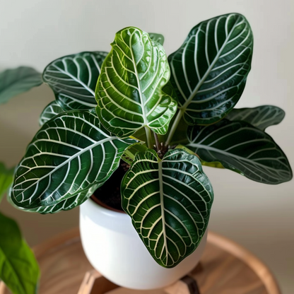 Aphelandra Zebraväxt - Aphelandra Squarrosa 'Botanica' - Höjd 25-45Cm - ⌀13Cm