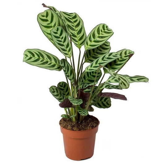 Florastore Fiskbensstenante - Ctenanthe 'Burle-Marxii' - Höjd 25-40Cm - ⌀12Cm