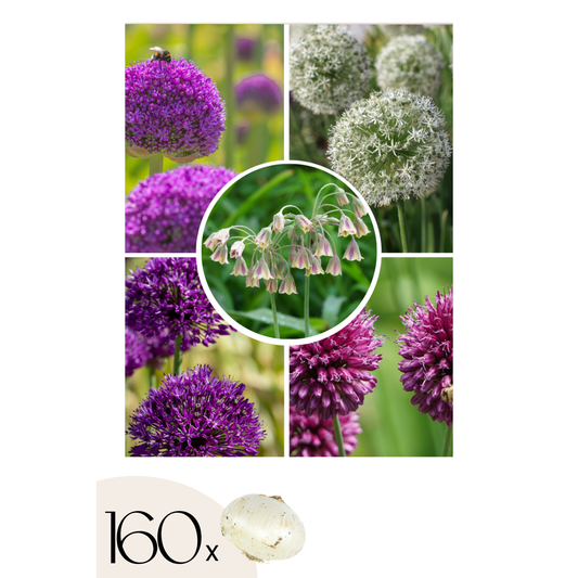 Florastore Allium Lökar - Set Om 160 - Allium - Blomlökar - Flerfärgad