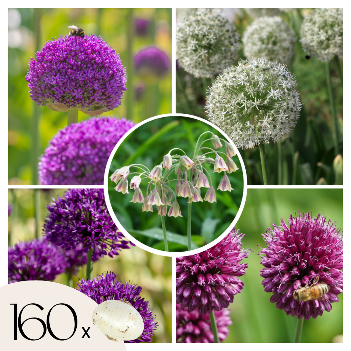 Allium Lökar - Set Om 160 - Allium - Blomlökar - Flerfärgad