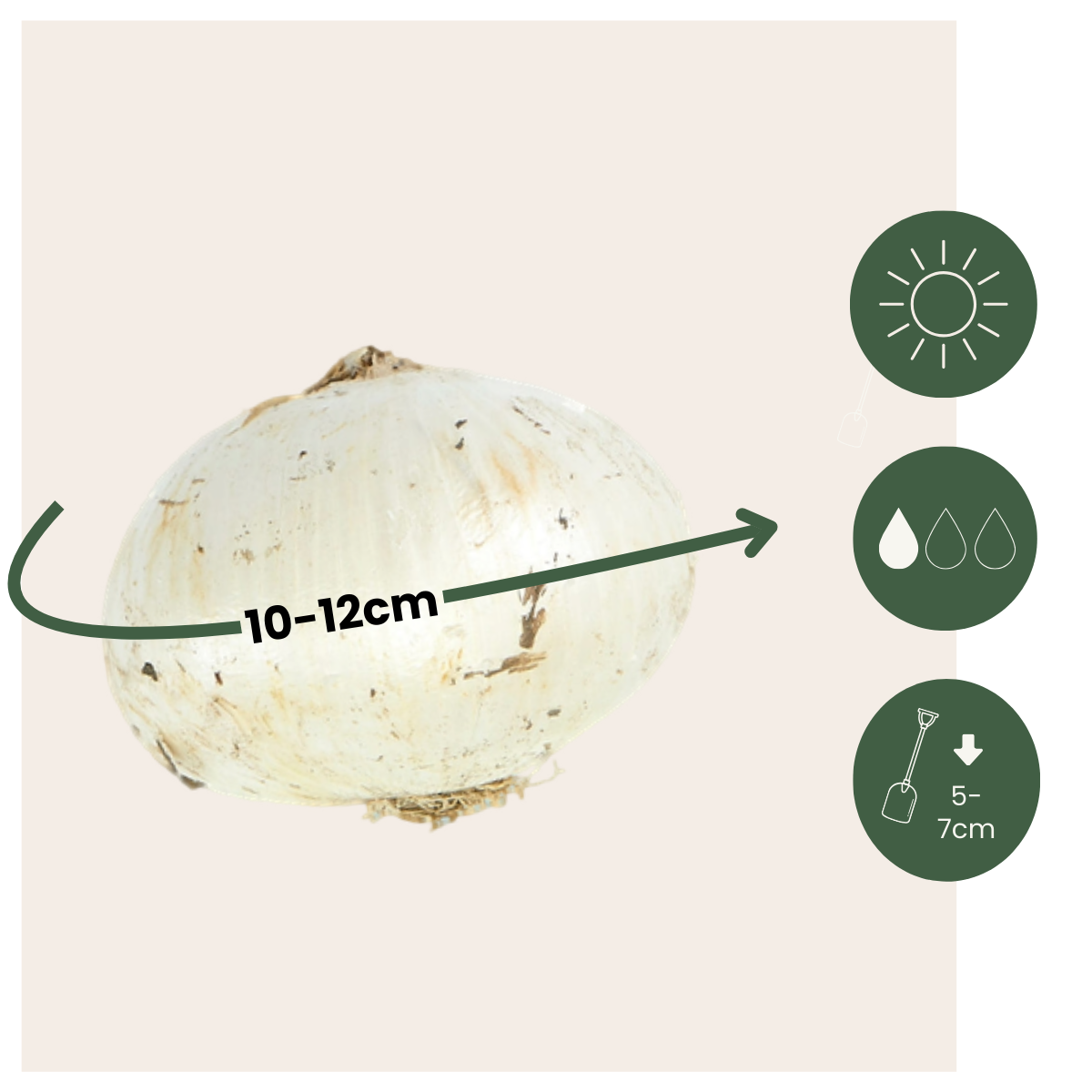 Allium Lökar - Set Om 160 - Allium - Blomlökar - Flerfärgad