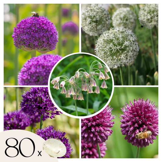 Allium Lökar - Set Om 80 - Allium - Blomlökar - Flerfärgad