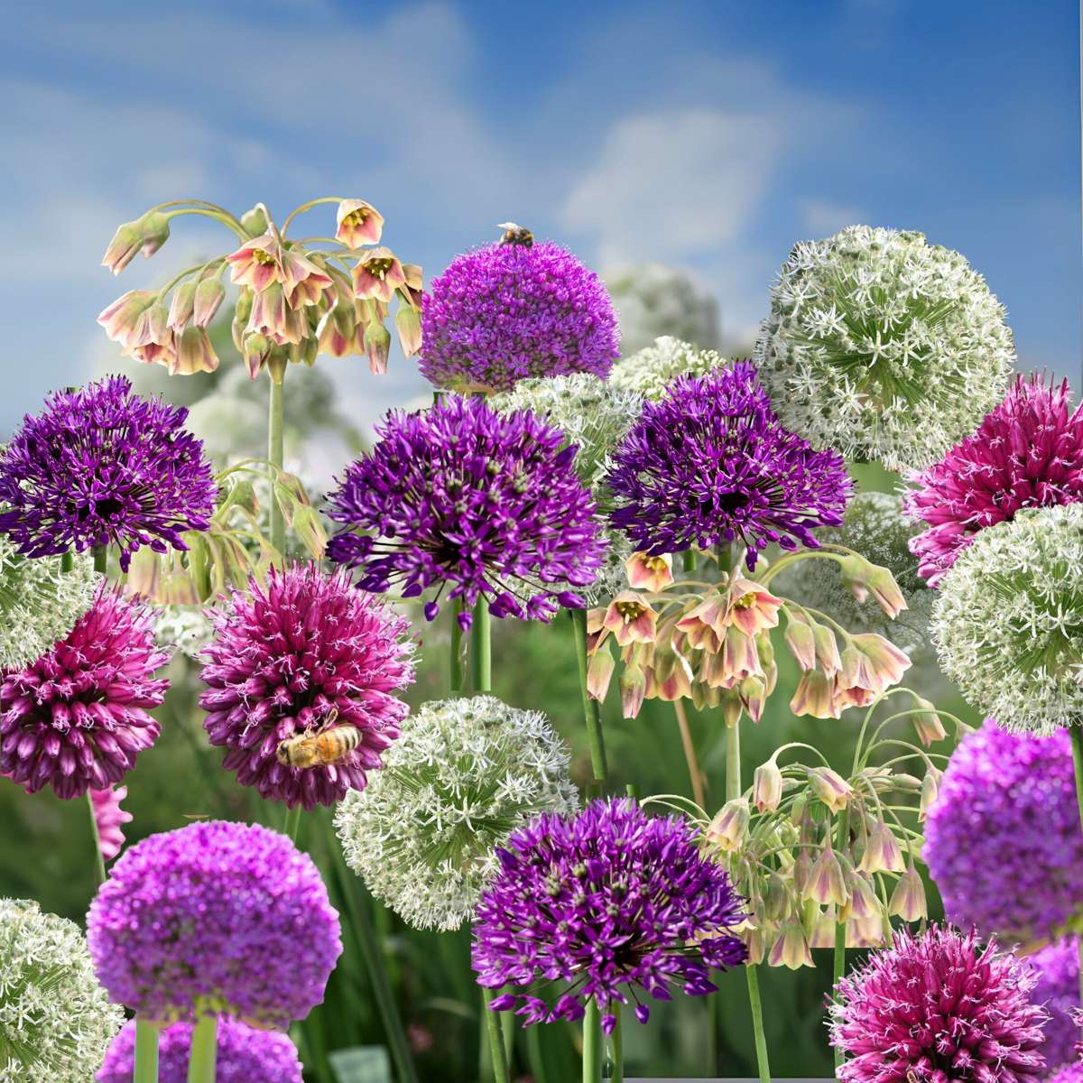 Allium Lökar - Set Om 80 - Allium - Blomlökar - Flerfärgad