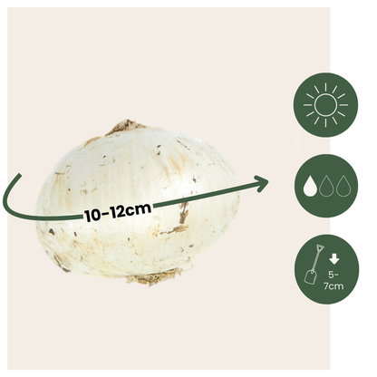 Allium Lökar - Set Om 80 - Allium - Blomlökar - Flerfärgad