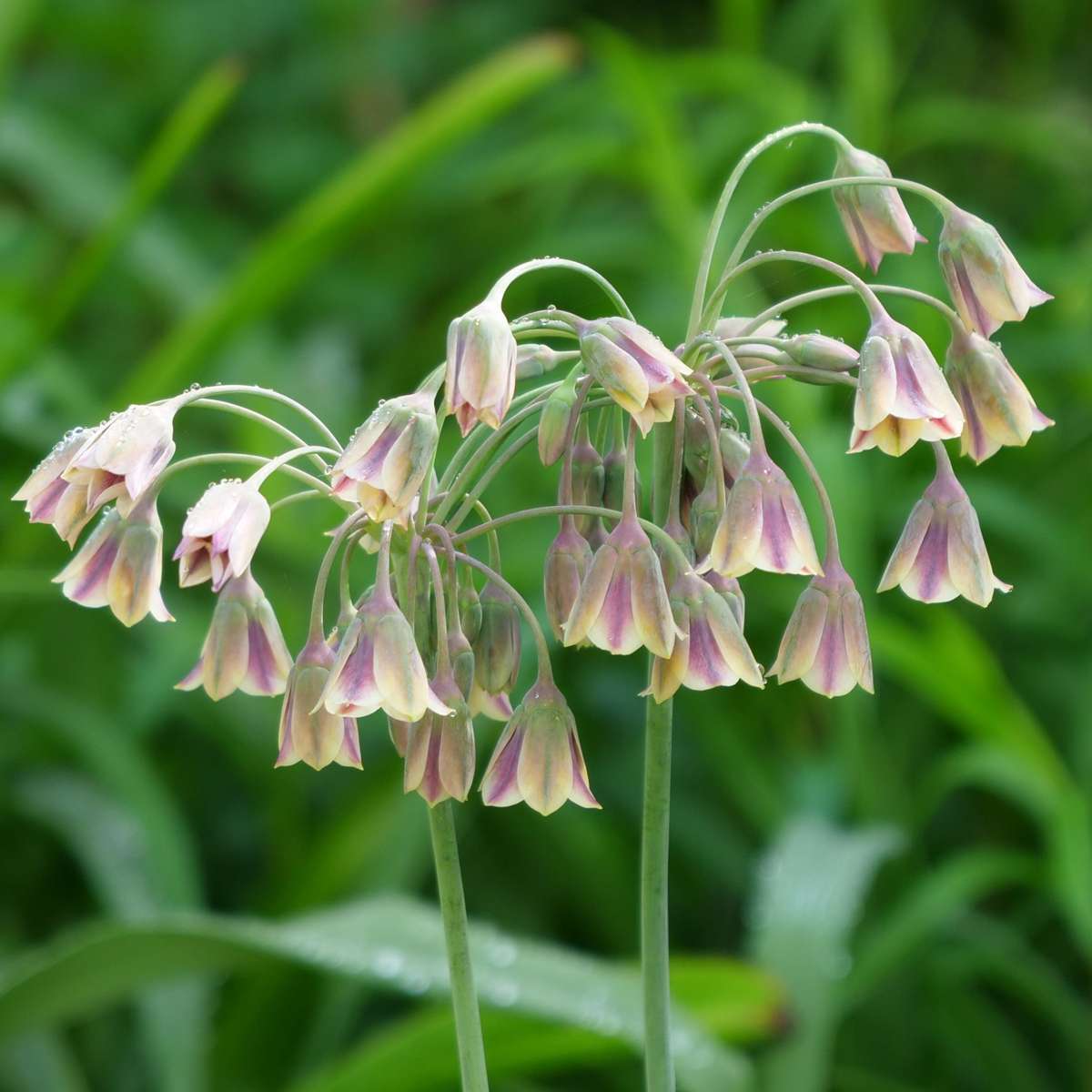 Allium Lökar - Set Om 80 - Allium - Blomlökar - Flerfärgad