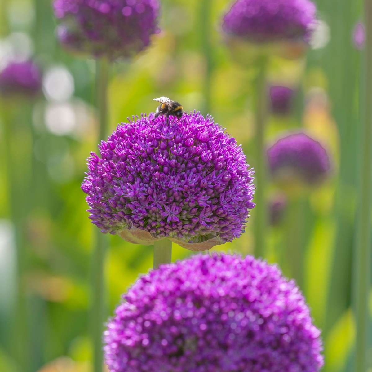 Allium Lökar - Set Om 80 - Allium - Blomlökar - Flerfärgad
