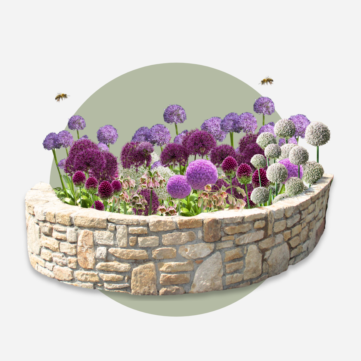 Allium Lökar - Set Om 80 - Allium - Blomlökar - Flerfärgad