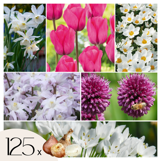 Florastore Blomlökpaket - Set Om 125 - Allium, Narcissus, Muscari - Blomlökar - Purpur