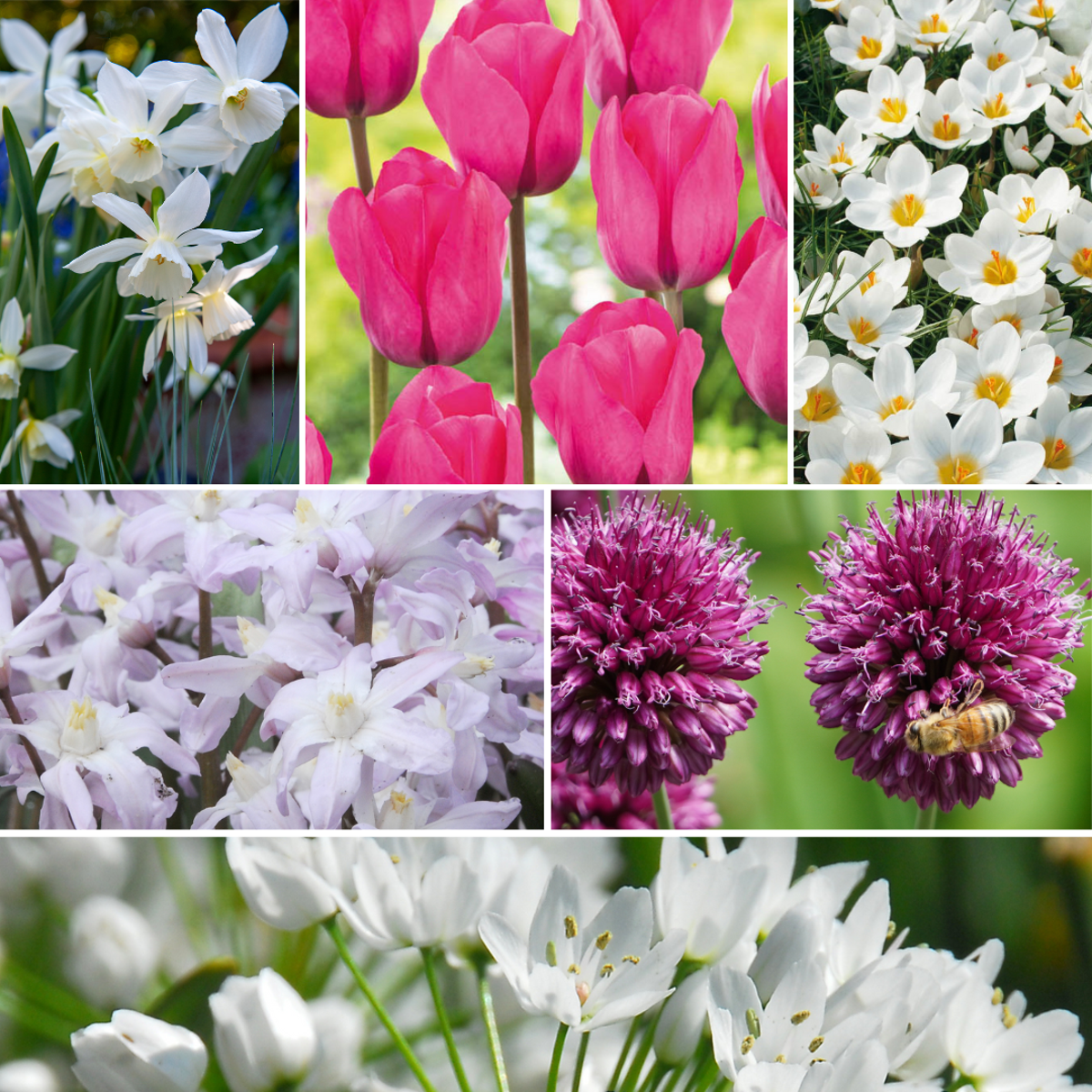 Bulb Mix Blomlökpaket - Set Om 125 - Allium, Narcissus, Muscari - Blomlökar - Purpur