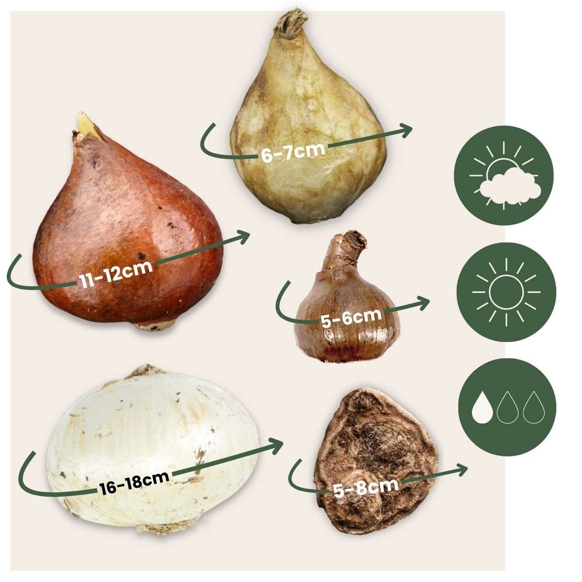 Bulb Mix Blomlökpaket - Set Om 125 - Allium, Narcissus, Muscari - Blomlökar - Purpur