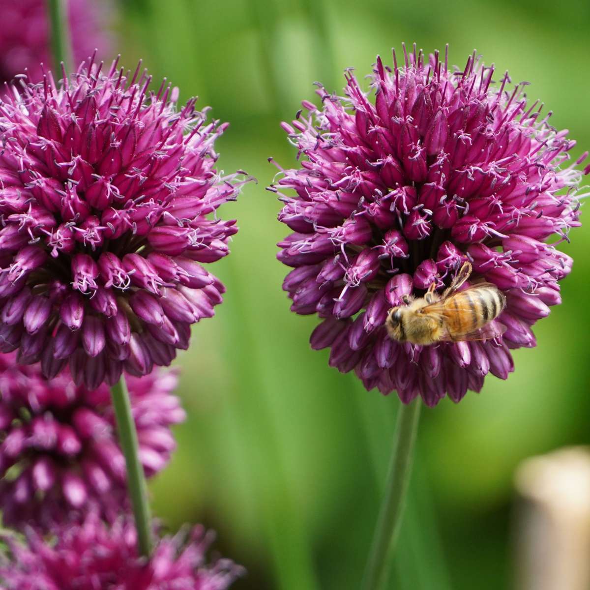 Bulb Mix Blomlökpaket - Set Om 125 - Allium, Narcissus, Muscari - Blomlökar - Purpur