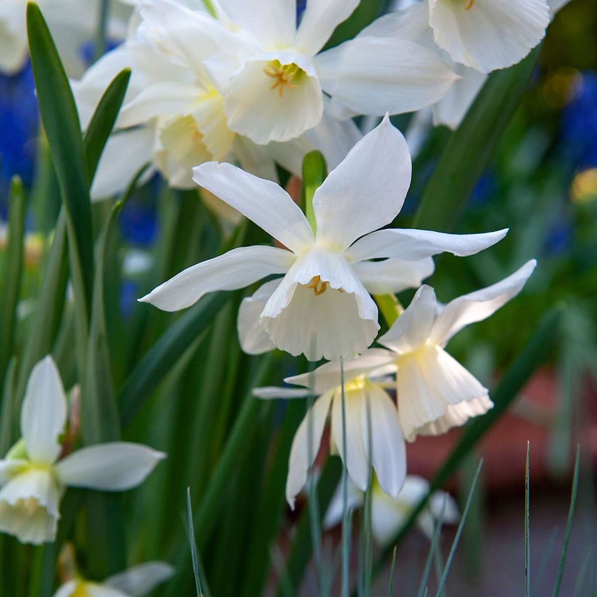 Bulb Mix Blomlökpaket - Set Om 125 - Allium, Narcissus, Muscari - Blomlökar - Purpur