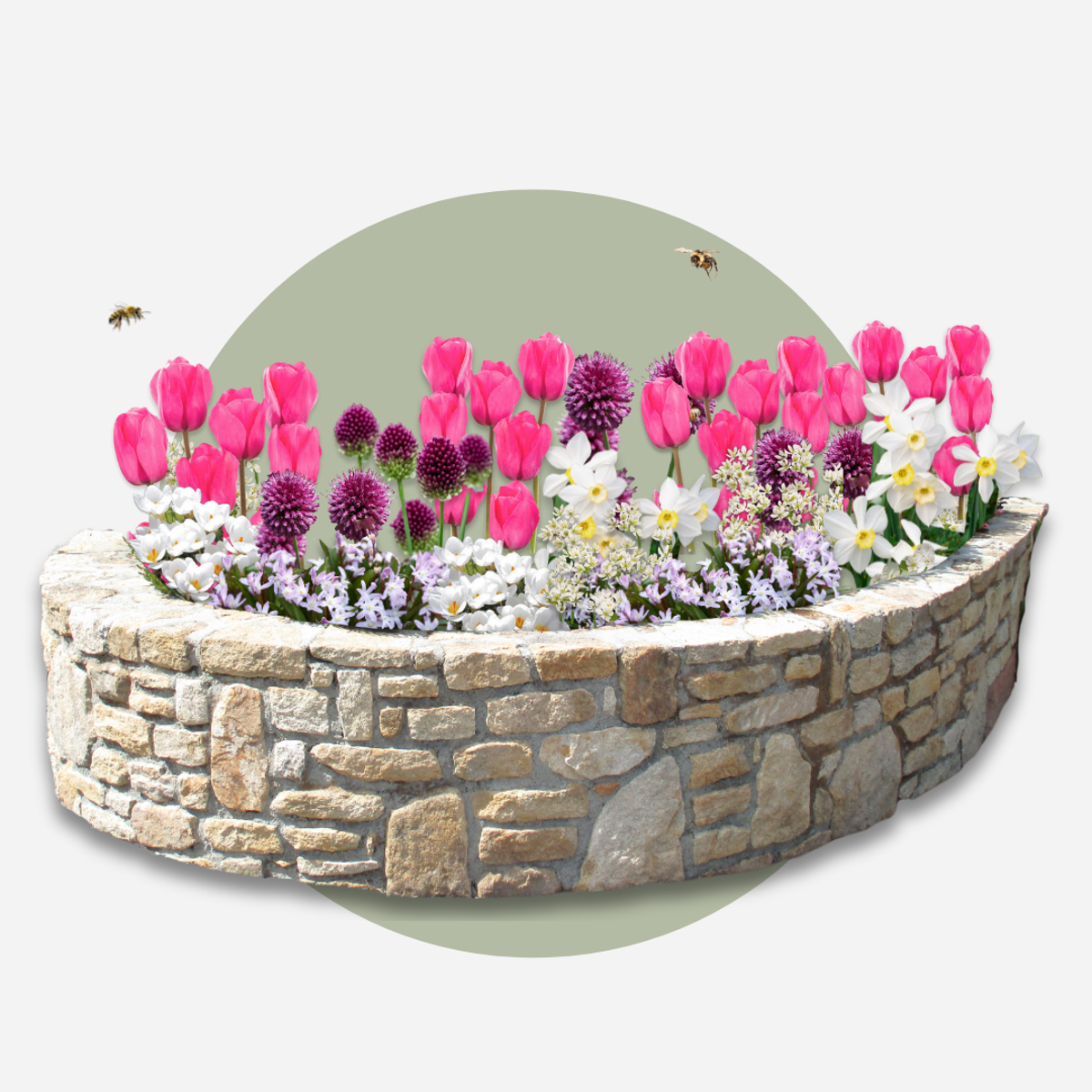 Bulb Mix Blomlökpaket - Set Om 125 - Allium, Narcissus, Muscari - Blomlökar - Purpur