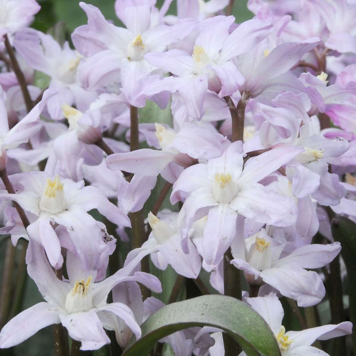 Bulb Mix Blomlökpaket - Set Om 125 - Allium, Narcissus, Muscari - Blomlökar - Purpur